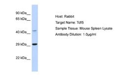 TCFL5 Antibody, Novus Biologicals 100 &mu;L; Unconjugated:Antibodies, Polyclonal